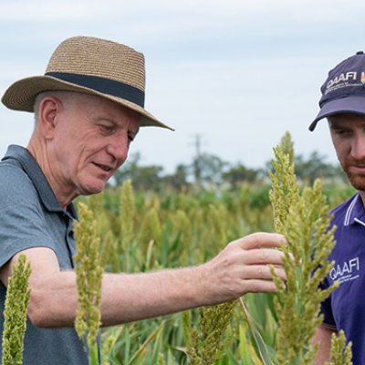 L-R Robert Henry, Patrick Mason - at Gatton library of sorghum mutants. Image: The University of Queensland